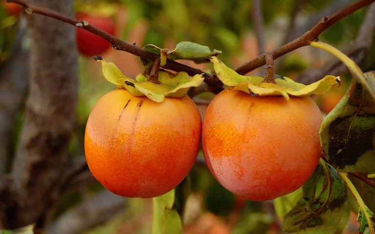Persimmon
